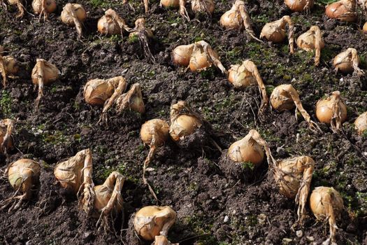 A group of onions drying in the ground before harvest