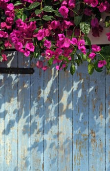 Bougainvillea growing over a blue gate in Greece, Europe