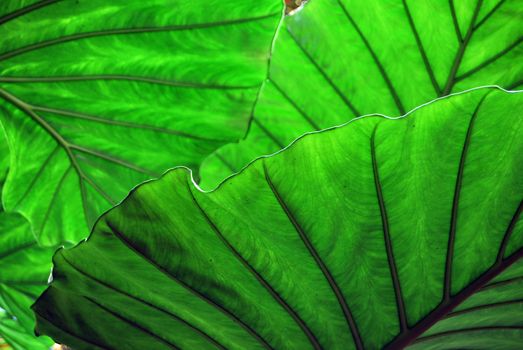 The green leaves of a tropical plant