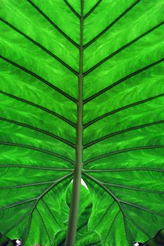 A large tropical green leaf showing bold veins
