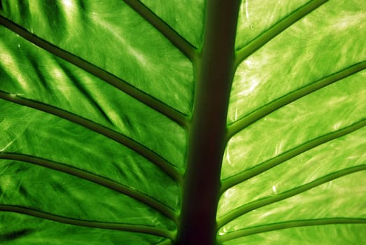 Back of a large green leaved tropical plant