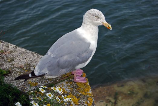 Seagull watching the sea in hope