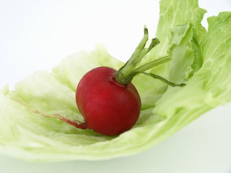 A red radish and some lettuce studio isolated on a white background.