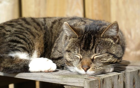 Cat sleeping peacefully on wooden crate.             