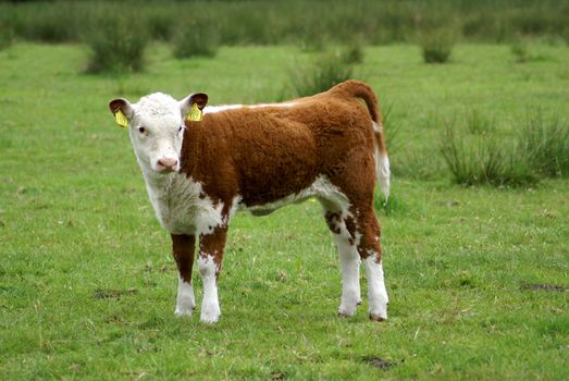 A hereford cow standing up.