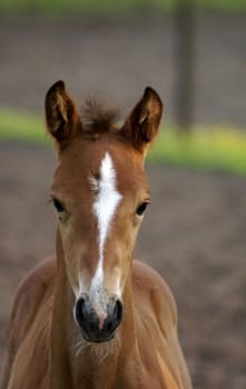 Beautiful portrait of a foal.