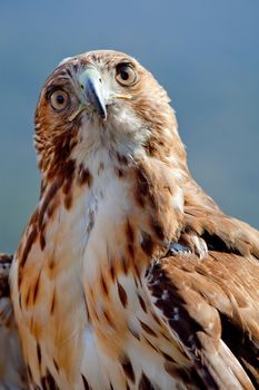 Fantastic eagle of red tail (Buteo jamaicensis) posing placidly