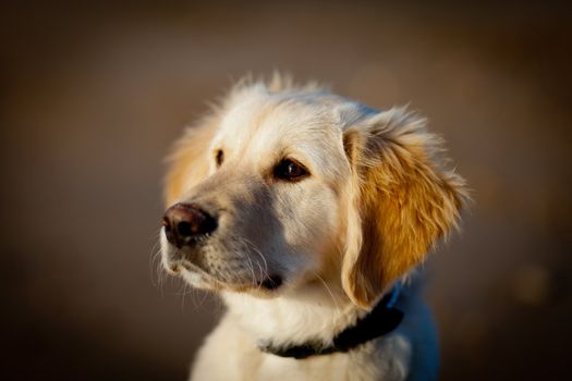 Nice specimen of dog of the race Golden Retriever