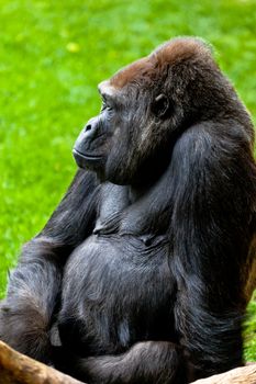 Beautiful specimen of gorilla seated placidly