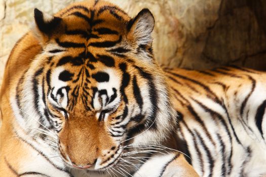 Fantastic specimen  of Bengal tiger posing placidly
