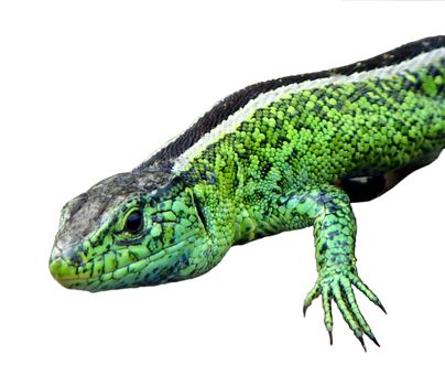 Green smiling lizard - European Green Lizard