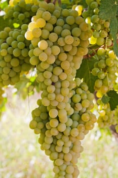Clusters of white grapes hanging on a vine in Spain.