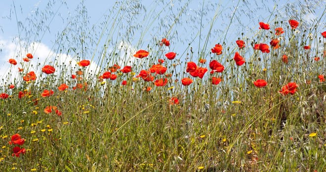 Field of red poppies in spring.