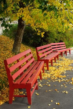 Red bench with tree and yellow leaves