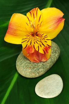 Close Up of a Inca Lily Blossom on Leaf and Stones