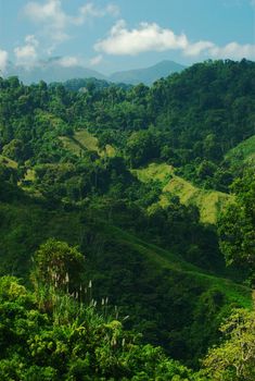 Lush hillside with tropical vegetation in Northern Colombia