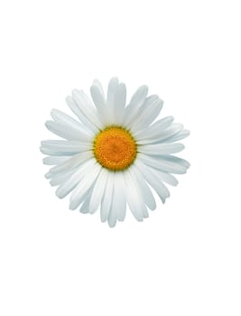 Closeup of oxeye daisy head on white background. Clipping path is included