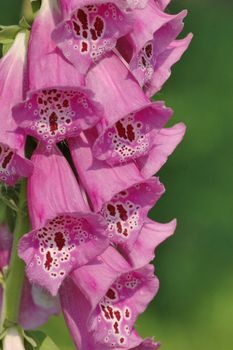 A cluster of foxglove flowers in bloom.