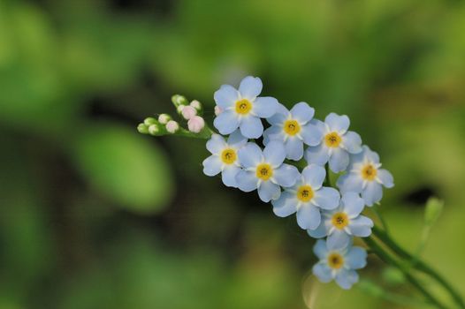 A small cluster of forget me not flowers.