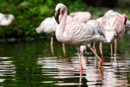 pink flamingos in a zoo