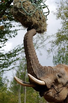 an african elephant in a zoo