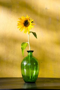 Sunflower in glass container on yellow wall background. Beautiful home decoration.