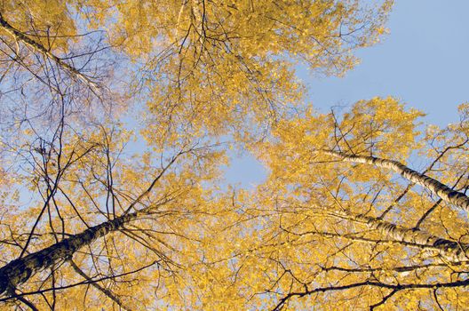 Yellow birch leaf tip. Natural autumn centerpiece.