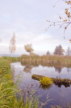 Pond surrounded by dense floral plants and trees in autumn.