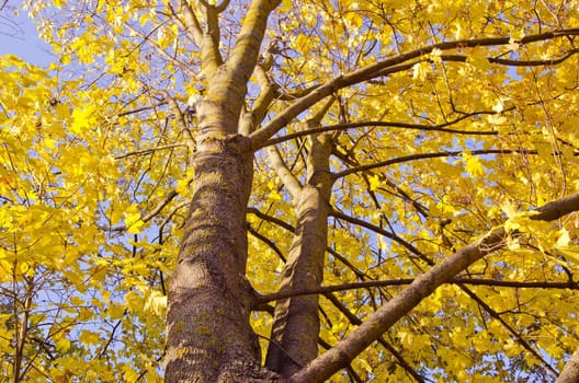 Maple trunk and yellow leaves in autumn fantastically illuminated in the sun.