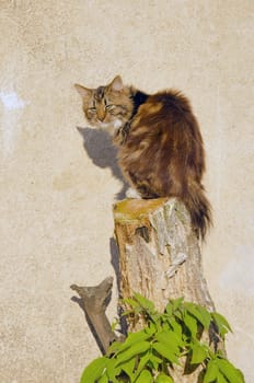 Cat sitting on cut tree trunk on background of brick wall.