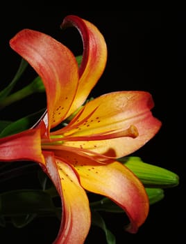 Petals, carpel and stamens of an orange daylily (lat. Hemerocallis fulva) with green buds on black (Selective Focus)