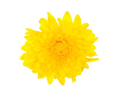 Yellow chrysanthemum with many longish petals, isolated