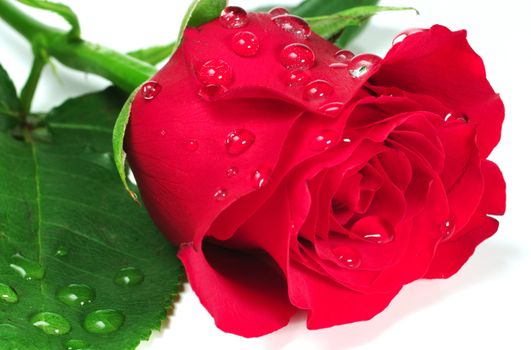 Close up of a red rose's blossoms with water drops 