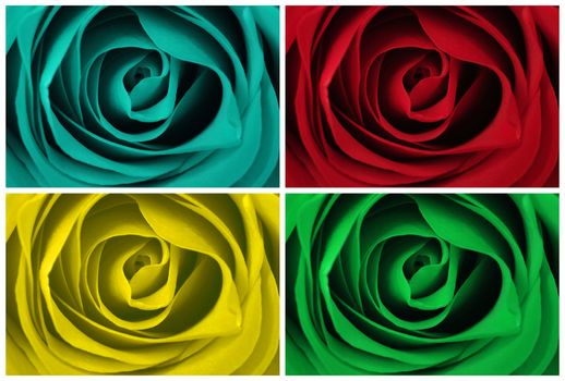 Rose in four different colors put together in a colage