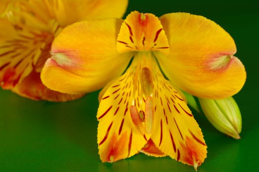 Close up shot of a red and yellow colored inca lily