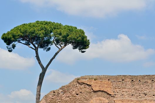 Pine and ancient brick wall against the blue sky