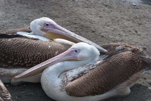 Photo of great white pelicans closeup - Pelecanus onocrotalus