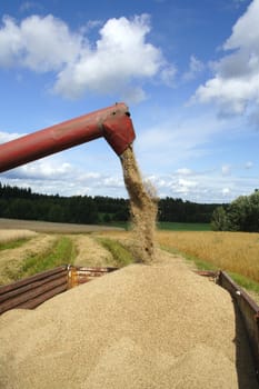 Machine harvesting, pouring out on trailer cereal combines harvester