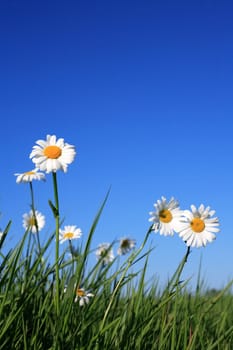 Closeup of few ox-eye daisy flowers against blue sky