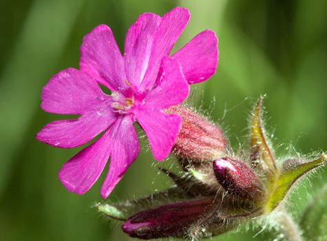 Forest flower in the wild. Melandrium dioicum (L.) Silene dioica (L.)