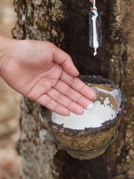 Asian woman dipping fingers in fresh latex in a rubber estate in Malaysia