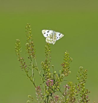 White and green butterfly on a branch 