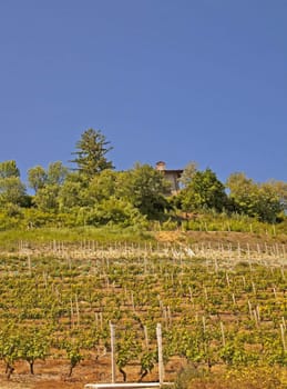 A landscape of a vineyard on a hill