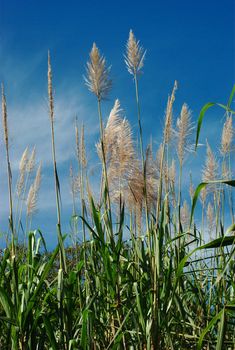 Sugarcane plants bending in the wind with blue sky