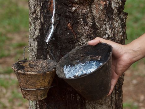 Asian woman collecting latex in a rubber estate in Malaysia