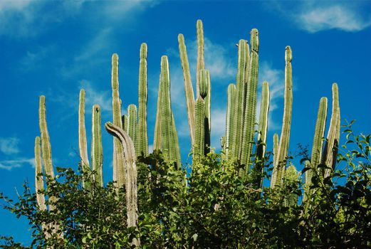 Tall and long cacti plants standing against a blue sky with some small white clouds in Tatacoma, Colombia  