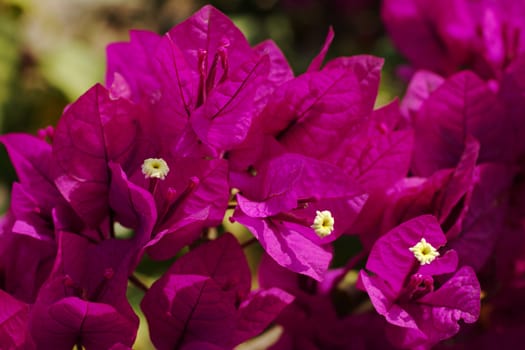 Purple Bougainvillae in blossom (Selective Focus)