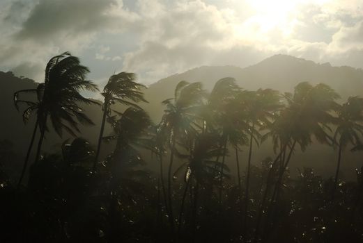 Tall palmtrees bending in strong wind and overcast sky with the sun shining through the gray clouds on the beach of Tayrona, close to Santa Marta on the Caribbean Coast of Colombia