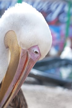 Photo of great white pelican closeup - Pelecanus onocrotalus