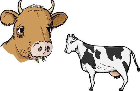 Illustration of two types of cows isolated on white